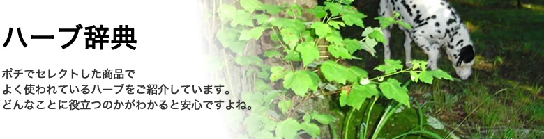 犬の健康に役立つハーブを一覧にしてご紹介したページです。