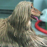 犬イメージ