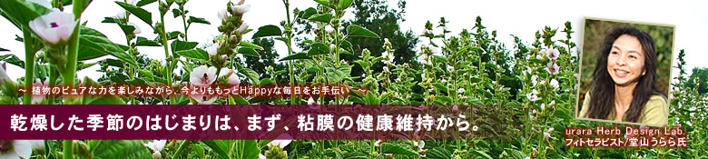 マーシュマロウ