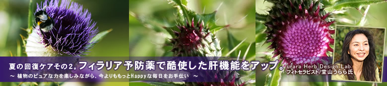 ミルクシスル