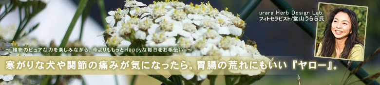 ヤロー