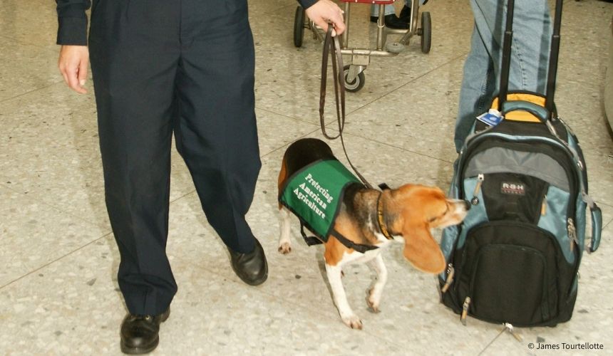 バイオセキュリティの最前線で活躍!NZの探知犬の歴史とは?~南半球のDog's letter~