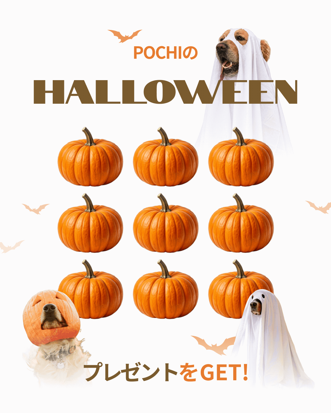 プレミアムドッグフード専門店・通販 POCHI - ポチ公式サイト