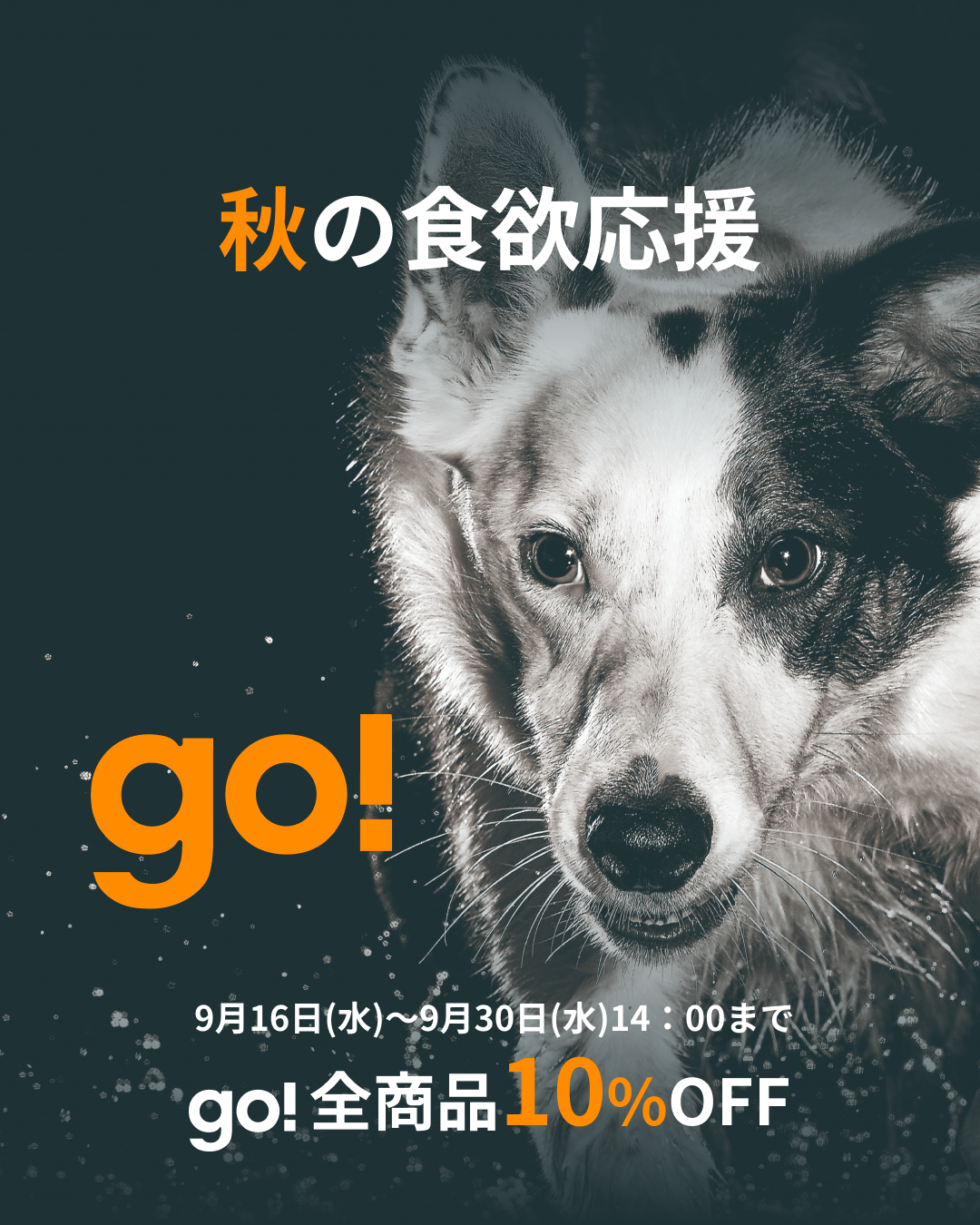 プレミアムドッグフード専門店・通販 POCHI - ポチ公式サイト